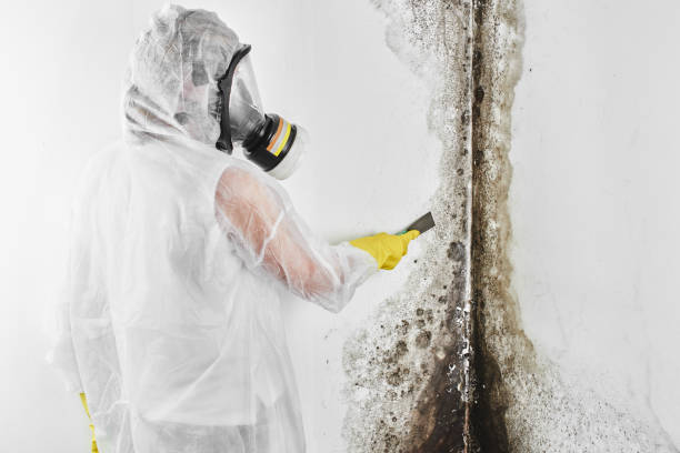 Best Toxic Mold Removal  in De Smet, SD
