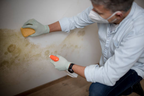 Professional Mold Removal in De Smet, SD