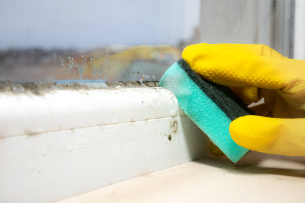 Mold Removal Process in De Smet, SD