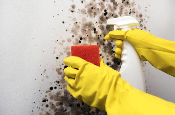 Best Home Mold Removal  in De Smet, SD