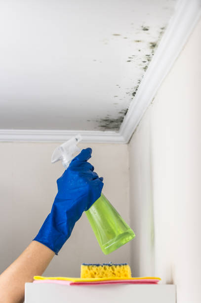 Best Black Mold Removal  in De Smet, SD